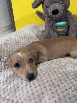 Sussana -  Terrier and Mixed Breed Dog for Adoption in Houston, Texas - Sussana | PetCurious