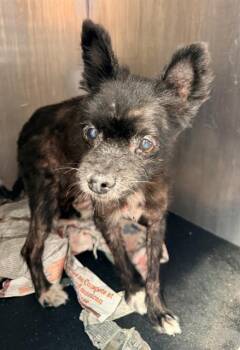 A820961 -  Pomeranian Dog for Adoption in San Antonio, Texas - A820961 | PetCurious