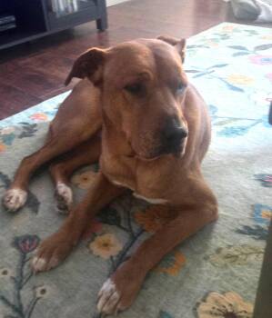 Mixed Breed Dogs Available for Adoption in Arlington, Tennessee - Red | PetCurious