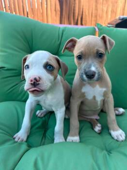 Frank and Joe -  Pit Bull Terrier Dog for Adoption in Buffalo, New York - Frank And Joe | PetCurious