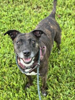 Rescue American Staffordshire Terrier Dogs for Adoption in Fort Lauderdale, Florida - IZZY | PetCurious