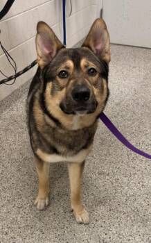 Bearis Bueller -  German Shepherd Dog and Mixed Breed Dog for Adoption in Kansas City, Missouri - Bearis Bueller | PetCurious