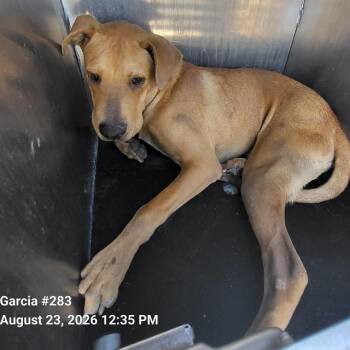 HARRY -  Labrador Retriever Dog for Adoption in San Antonio, Texas - HARRY | PetCurious