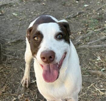 MISTER -  Pit Bull Terrier and Mixed Breed Dog for Adoption in Tulsa, Oklahoma - MISTER | PetCurious