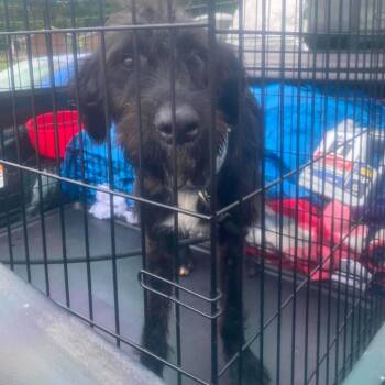 Seven -  Mixed Breed Dog for Adoption in Huntington, West Virginia - Seven | PetCurious