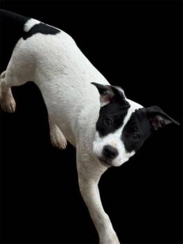 American Staffordshire Terrier Dogs Available for Adoption in Holly Springs, Mississippi - Chloe | PetCurious