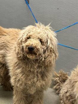 Poodle and Mixed Breed Dogs Available for Adoption in Las Vegas, Nevada - GUNTHER | PetCurious