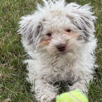 Maltese and Poodle Dogs Available for Adoption in Calgary, Alberta - Astella | PetCurious