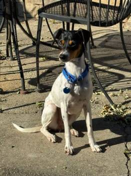 Ginger -  Mixed Breed Dog for Adoption in Alexandria, Virginia - Ginger | PetCurious