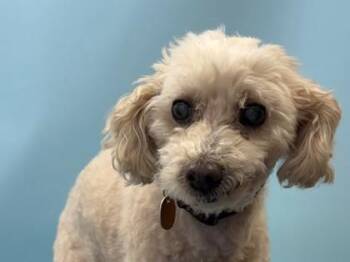 Piper -  Poodle and Mixed Breed Dog for Adoption in Woodbury, Minnesota - Piper | PetCurious