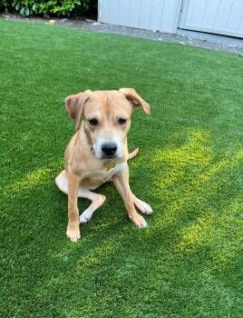 Lily -  Hound and Labrador Retriever Dog for Adoption in Bothell, Washington - Lily | PetCurious