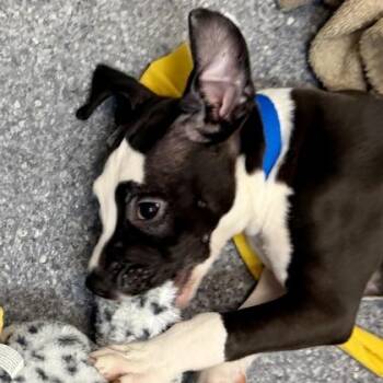 Mixed Breed Dogs Available for Adoption in Atlanta, Georgia - Dudley | PetCurious