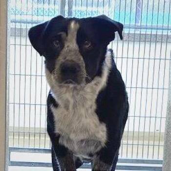 Conan -  Mixed Breed Dog for Adoption in Asheville, North Carolina - Conan | PetCurious