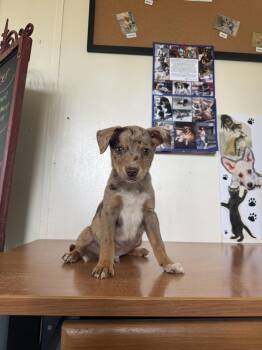 Rescue Rat Terrier and Catahoula Leopard Dog Dogs for Adoption in Shelby County, Texas - Hank | PetCurious