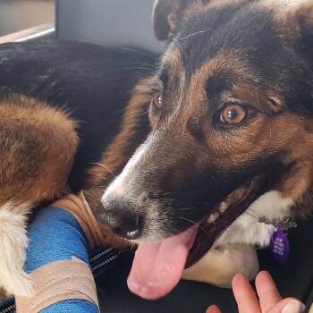 Rescue Mixed Breed Dogs for Adoption in Bismarck, North Dakota - Charlotte | PetCurious