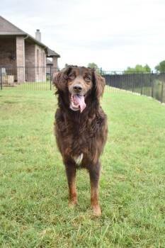 Philip -  Australian Shepherd and Poodle Dog for Adoption in Frisco, Texas - Philip | PetCurious