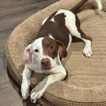 Chip -  Mixed Breed Dog for Adoption in Northwood, New Hampshire - Chip | PetCurious
