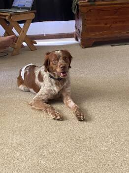MI/Luke -  Brittany Spaniel Dog for Adoption in Baldwinsville, New York - MI/Luke | PetCurious