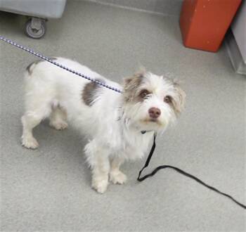 Schnauzer and Mixed Breed Dogs Available for Adoption - COSMO | PetCurious
