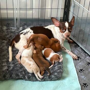Westheimer "Mama West" -  Rat Terrier and Chihuahua Dog for Adoption in Park Row, Texas - Westheimer "Mama West" | PetCurious