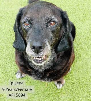 Puffy -  Black Labrador Retriever and Mixed Breed Dog for Adoption - Puffy | PetCurious