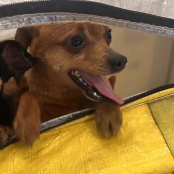 Mixed Breed Dogs Available for Adoption in Philadelphia, Pennsylvania - Mayo | PetCurious