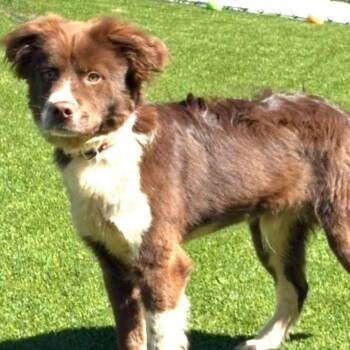 Whiskey -  Collie and Golden Retriever Dog for Adoption in Rockville, Maryland - Whiskey | PetCurious
