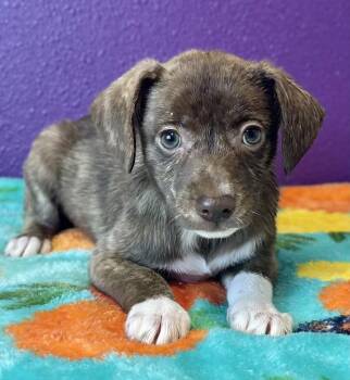 Caramel Swirl -  Chihuahua Dog for Adoption in Jamestown, California - Caramel Swirl | PetCurious