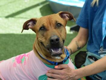 Gingerale -  Mixed Breed Dog for Adoption - Gingerale | PetCurious