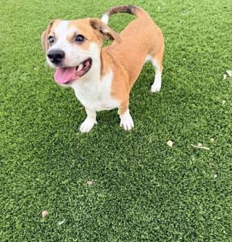 Leo -  Dachshund and Beagle Dog for Adoption in Henderson, Nevada - Leo | PetCurious