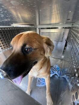 A479893 -  Border Collie and Mixed Breed Dog for Adoption in Oklahoma City, Oklahoma - A479893 | PetCurious