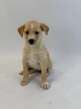Yelena -  Rat Terrier and Shepherd Dog for Adoption in Alvin, Texas - Yelena | PetCurious