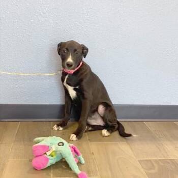 Jelly -  Great Dane and American Staffordshire Terrier Dog for Adoption in Nevada, Missouri - Jelly | PetCurious