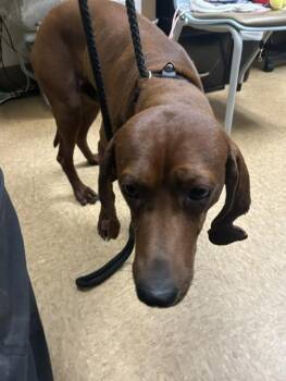 VAN -  Redbone Coonhound Dog for Adoption in Newton, North Carolina - VAN | PetCurious