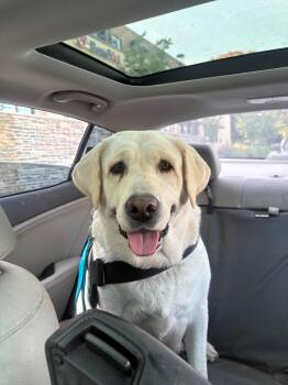Blondie -  Labrador Retriever Dog for Adoption in Warrington, Pennsylvania - Blondie | PetCurious