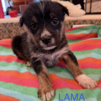 Mixed Breed Dogs Available for Adoption in Keaau, Hawaii - Lama | PetCurious