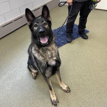 Lola -  German Shepherd Dog Dog for Adoption in Chicago, Illinois - Lola | PetCurious
