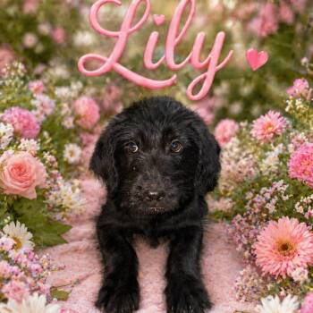 Standard Poodle and Black Labrador Retriever Dogs Available for Adoption in Hohenwald, Tennessee - Lily | PetCurious