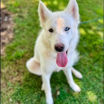Jett -  Husky Dog for Adoption in New York, New York - Jett | PetCurious