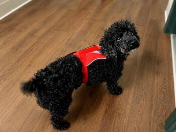 Francois -  Poodle Dog for Adoption in Princeton, Massachusetts - Francois | PetCurious
