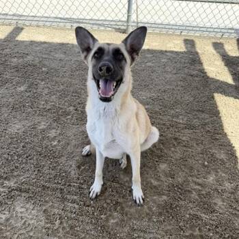 VIOLET -  Shepherd and Mixed Breed Dog for Adoption in Thousand Palms, California - VIOLET | PetCurious