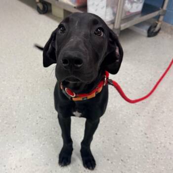 Great Dane Dogs Available for Adoption in Indianapolis, Indiana - Ziggy | PetCurious