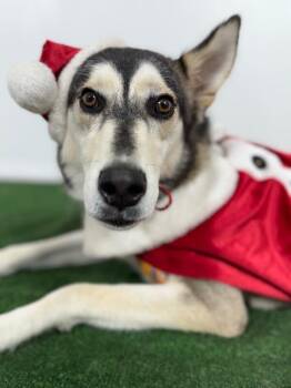 Husky and Mixed Breed Dogs Available for Adoption in Carlsbad, California - Aspen-One Of Our Amazing Rescue Dogs | PetCurious