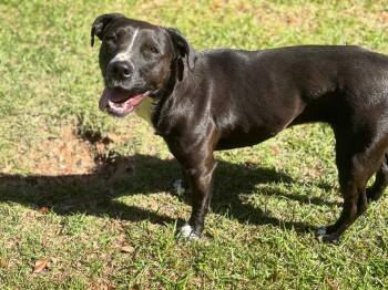 Mixed Breed Dogs Available for Adoption in Lucedale, Mississippi - Juliette | PetCurious