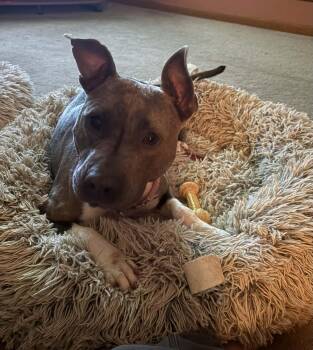 American Bulldog Dogs Available for Adoption - Fiona | PetCurious