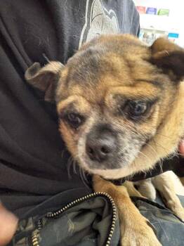 Pug Dogs Available for Adoption in San Diego, California - Blue | PetCurious