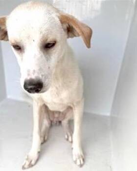 Whippet and Mixed Breed Dogs Available for Adoption - A654101 | PetCurious