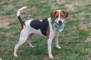 Beagle Dogs Available for Adoption in York, South Carolina - RAIDER | PetCurious