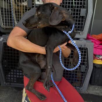 Sophie -  Mixed Breed Dog for Adoption in Austin, Texas - Sophie | PetCurious