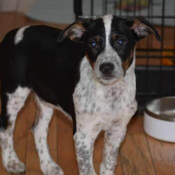 Bandit -  Mixed Breed Dog for Adoption in Shorewood, Illinois - Bandit | PetCurious
